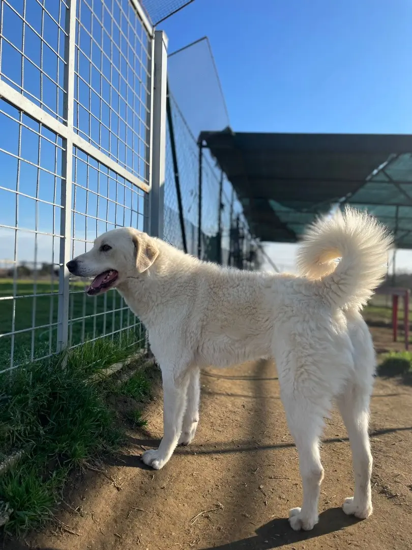 Adotta un cane, maschio, 6 anni e 9 mesi, Roma