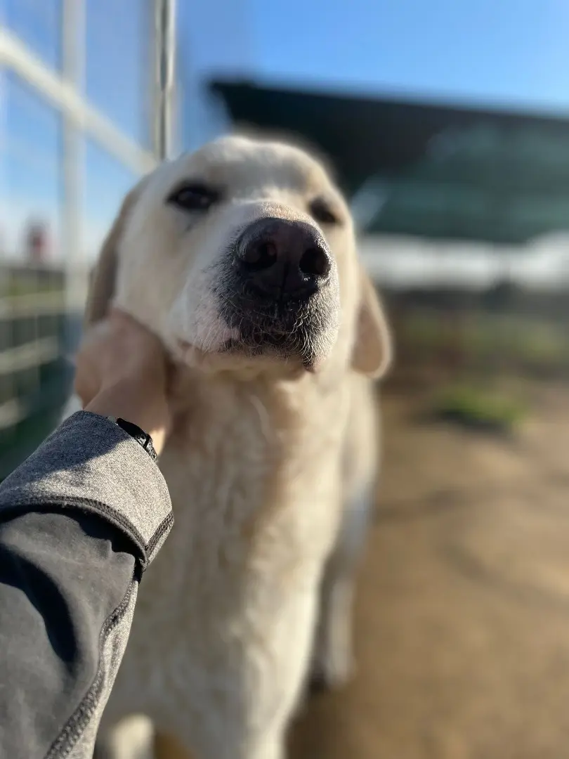 Adozione cane, maschio, meticcio, 6 anni e 9 mesi, taglia grande, Roma