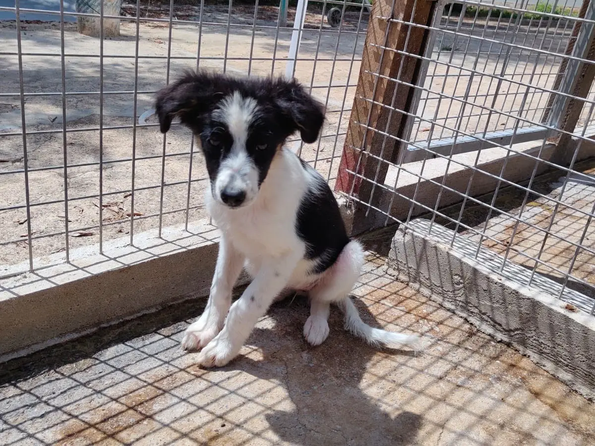 Adotta un cane, femmina, 1 anno e 4 mesi, Vibo