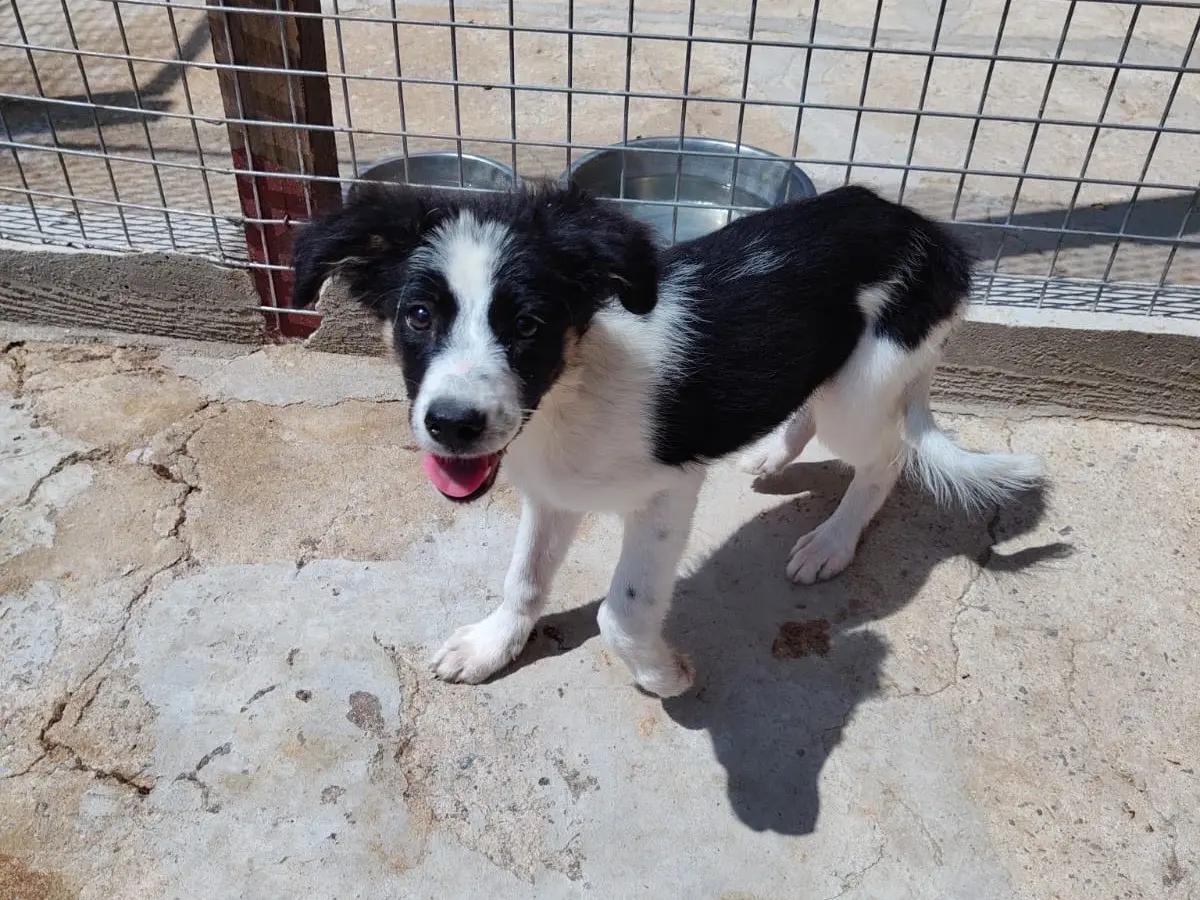 Adozione cane, femmina, Razza sconosciuta Razza sconosciuta, 1 anno e 4 mesi, taglia media, Vibo