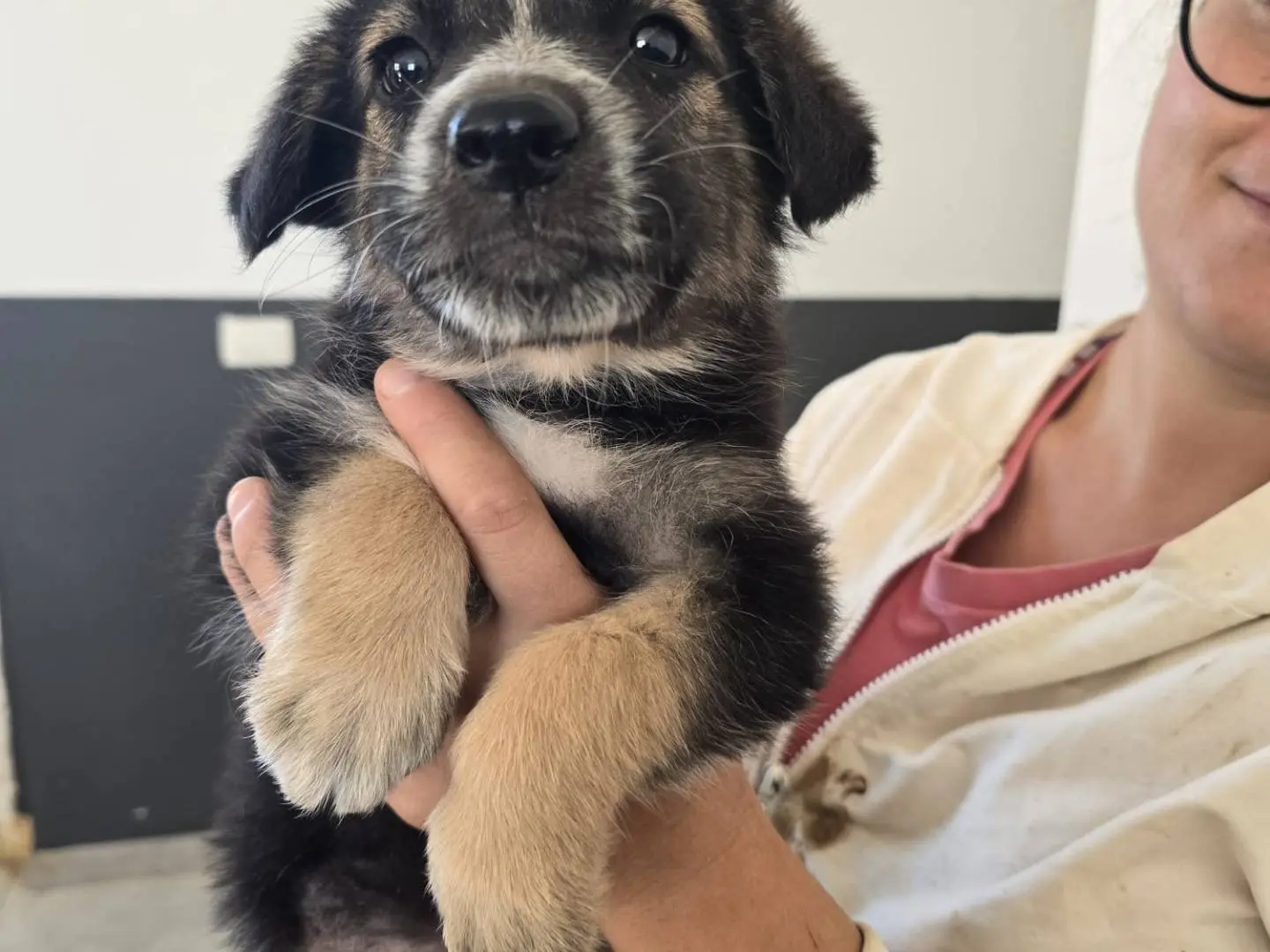 Adotta un cane, maschio, 2 mesi, Taranto