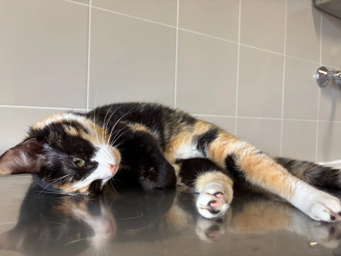 Adotta un gatto, femmina, 1 anno, Brescia