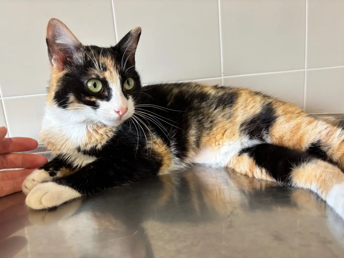 Adozione gatto, femmina, Razza sconosciuta Razza sconosciuta, 1 anno, taglia non valida, Brescia