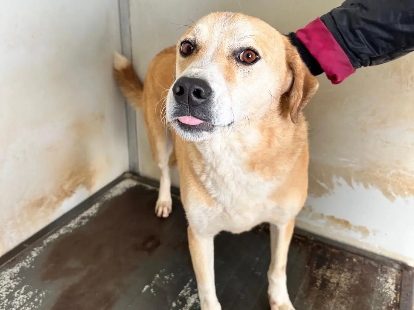 Adozione cane, femmina, Razza sconosciuta Razza sconosciuta, 3 anni, taglia media, Latina