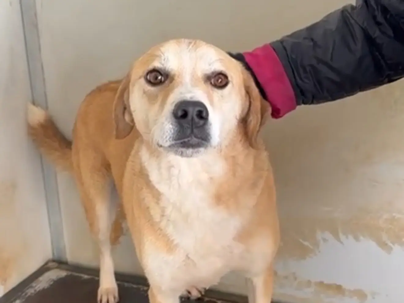 Adotta un cane, femmina, 3 anni, Latina
