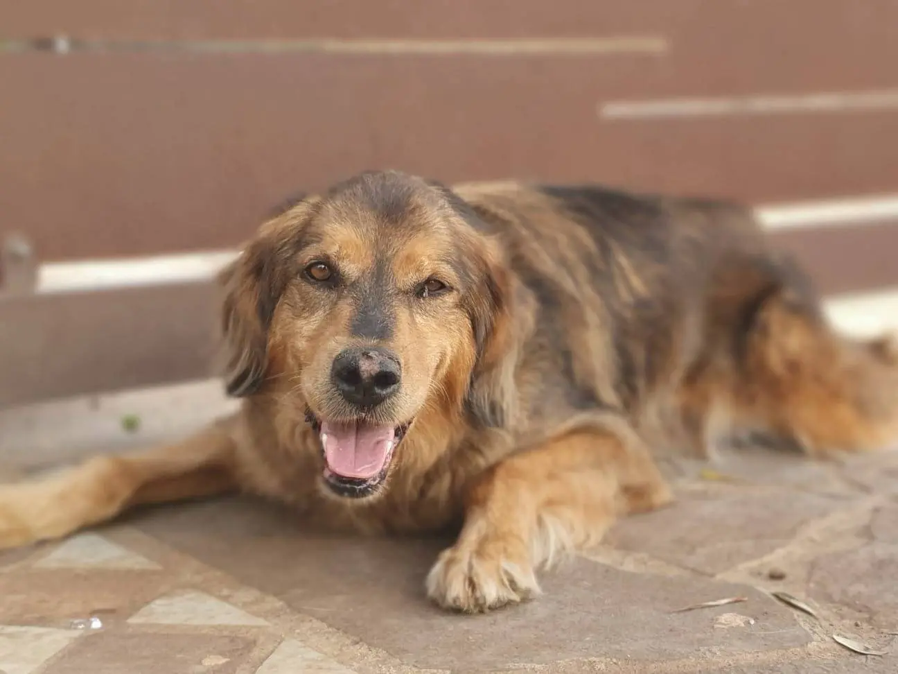 Adotta un cane, maschio, 8 anni e 9 mesi, Roma