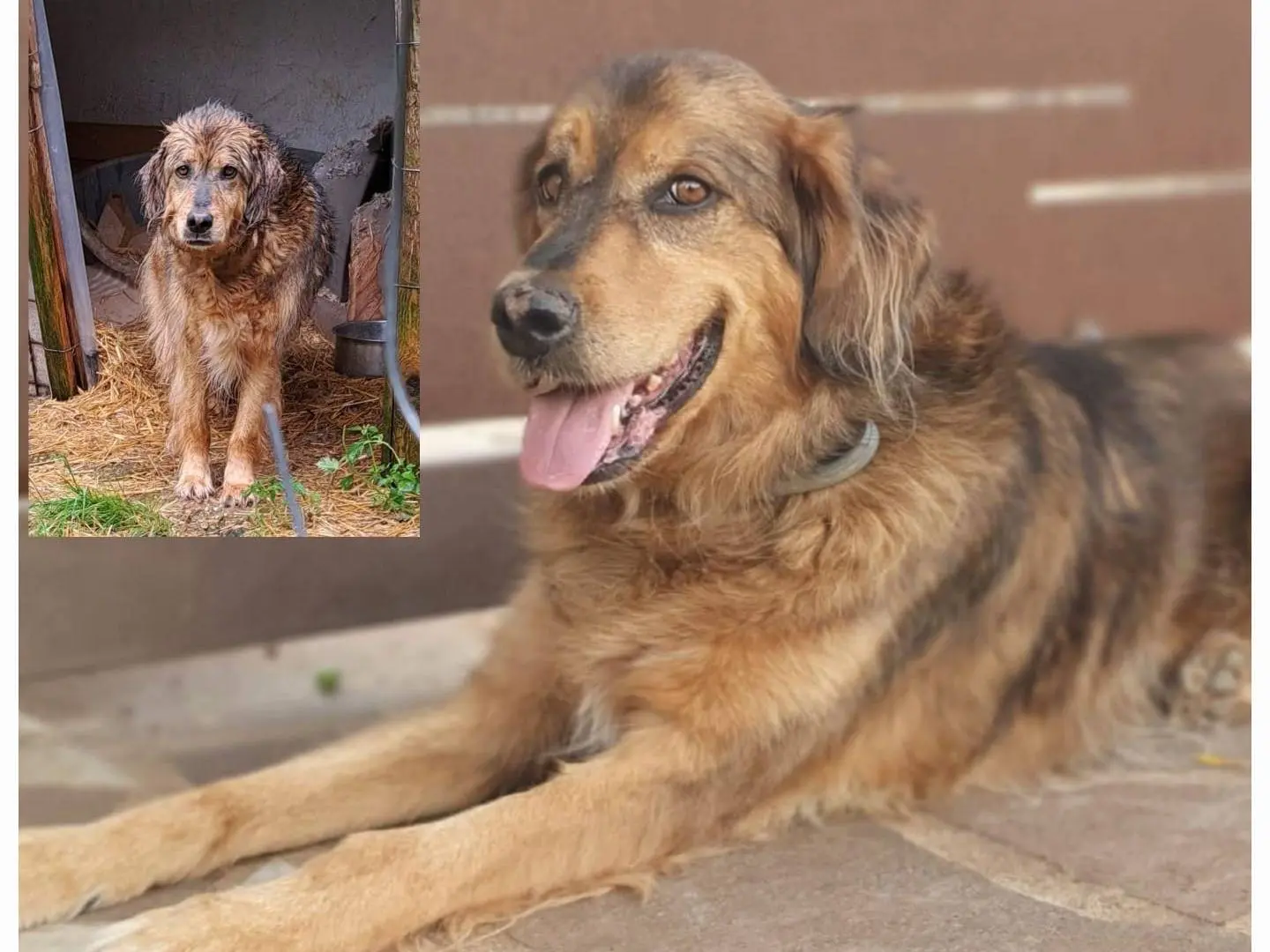 Adozione cane, maschio, Pastore tedesco Razza sconosciuta, 8 anni e 9 mesi, taglia media, Roma