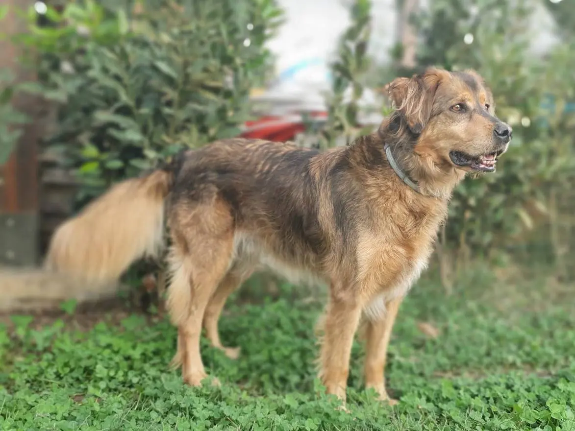 Adotta il cane Fidel a Roma