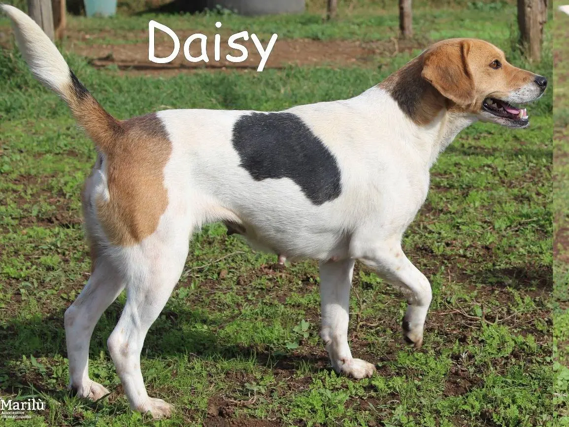 Adozione cane, femmina, Beagle Razza sconosciuta, 4 anni e 3 mesi, taglia media, Roma