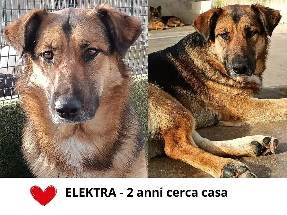 Foto 1 dell'animale