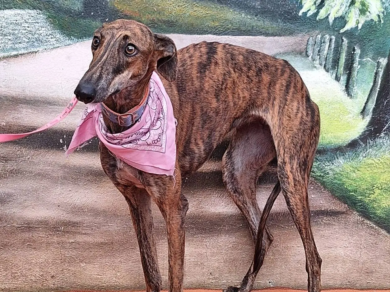 Vuoi adottare un cane a Rovigo?