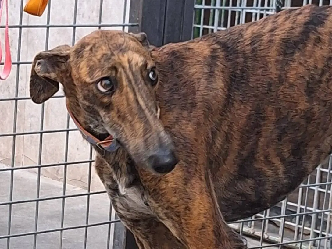 Adotta il cane SERENA a Rovigo