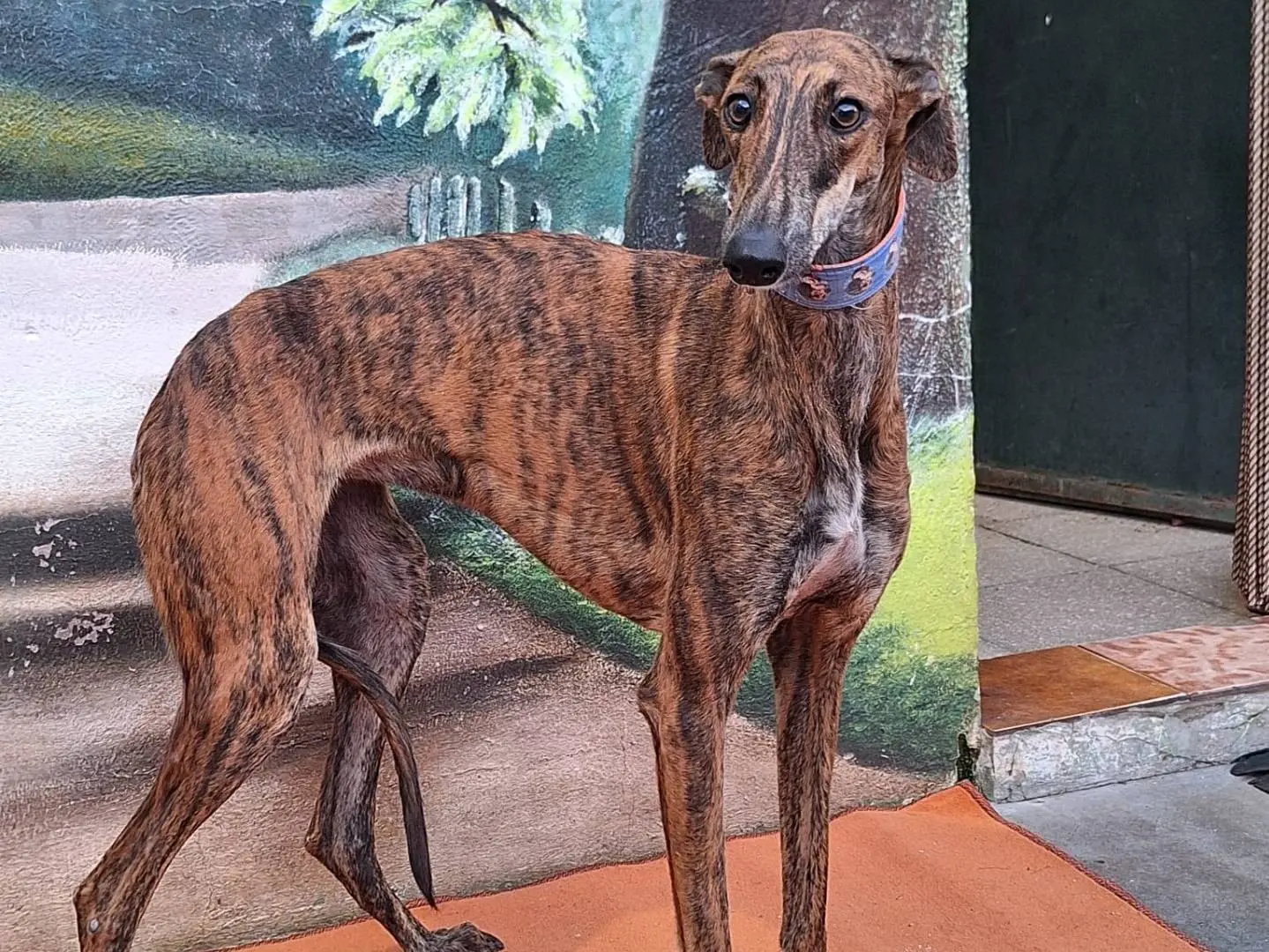 Adotta un cane, taglia media, femmina, Rovigo