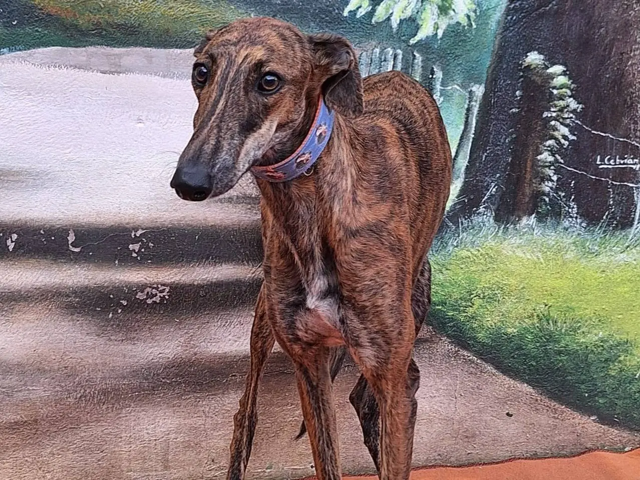 Adozione cane, femmina, Levriero Spagnolo (Galgo) Razza sconosciuta, 1 anno e 10 mesi, taglia media, Rovigo