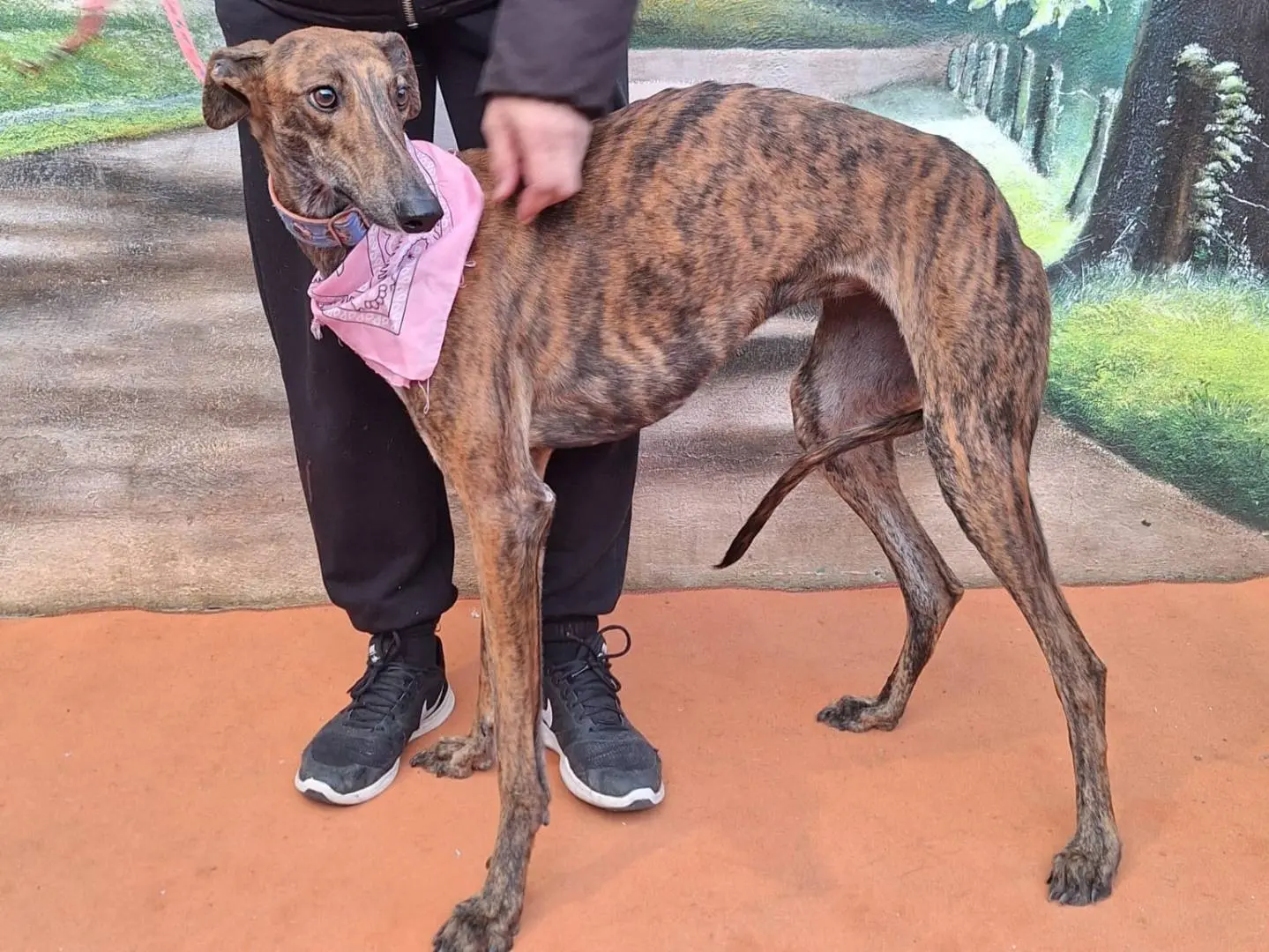 Adotta un cane, femmina, 1 anno e 10 mesi, Rovigo