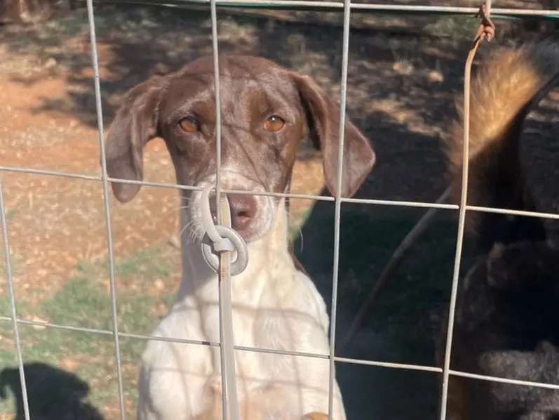 Adozione cane, maschio, Pointer Razza sconosciuta, 3 anni e 5 mesi, taglia piccola, Brindisi