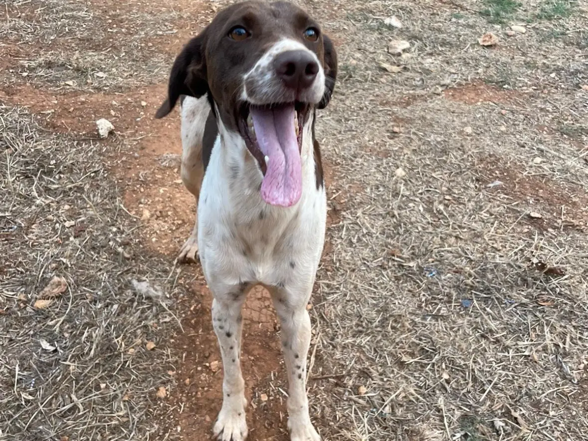 Adotta un cane, maschio, 3 anni e 5 mesi, Brindisi