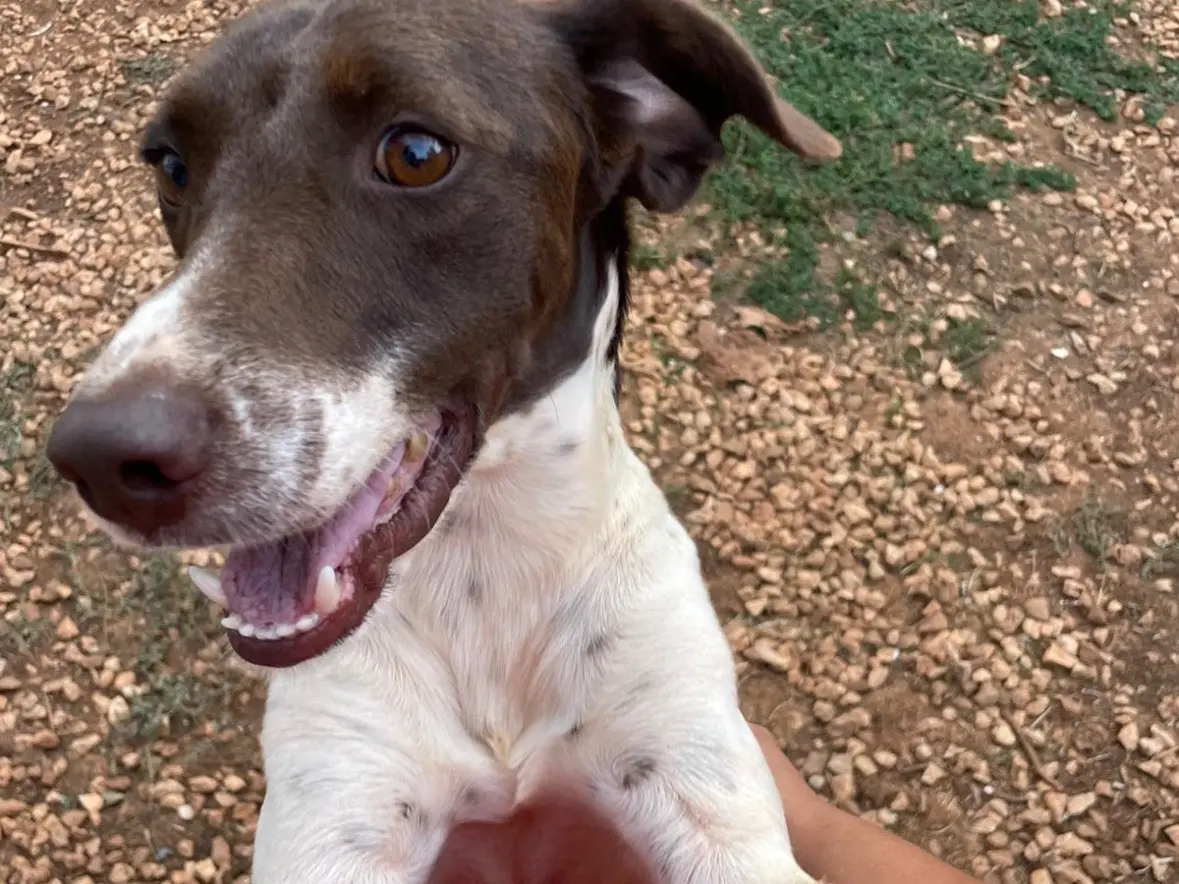 Adotta un cane, taglia piccola, maschio, Brindisi