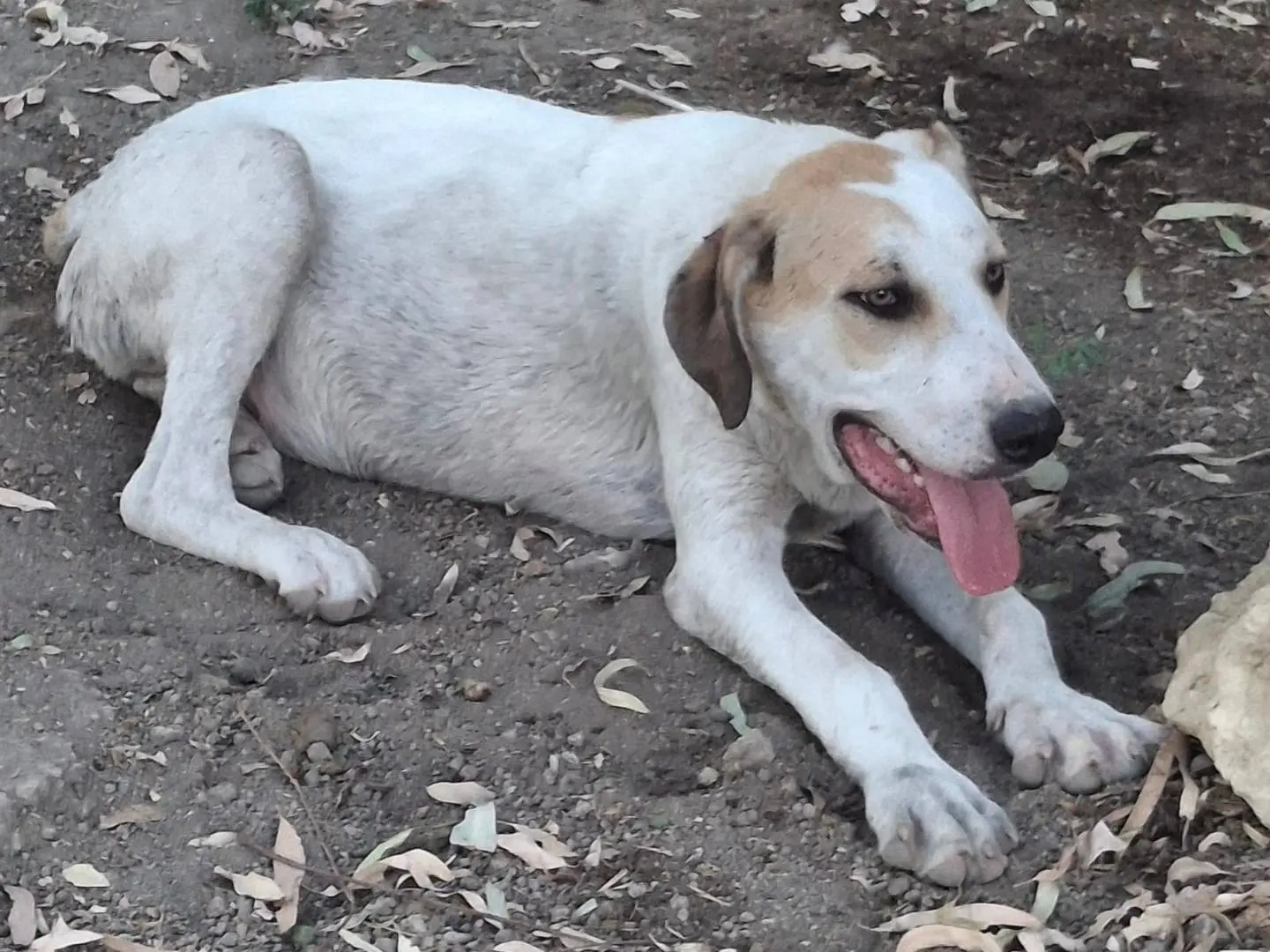 Adotta un cane, maschio, 9 mesi, Crotone