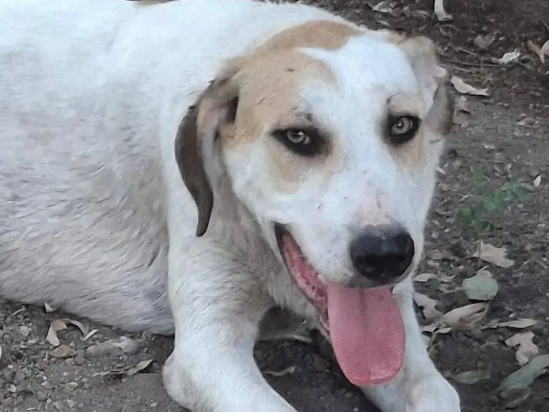 Adozione cane, maschio, Razza sconosciuta Razza sconosciuta, 9 mesi, taglia media, Crotone