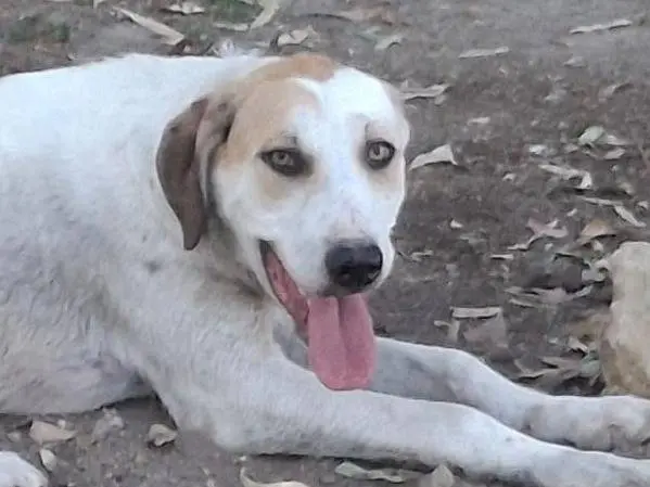 Adotta un cane, taglia media, maschio, Crotone