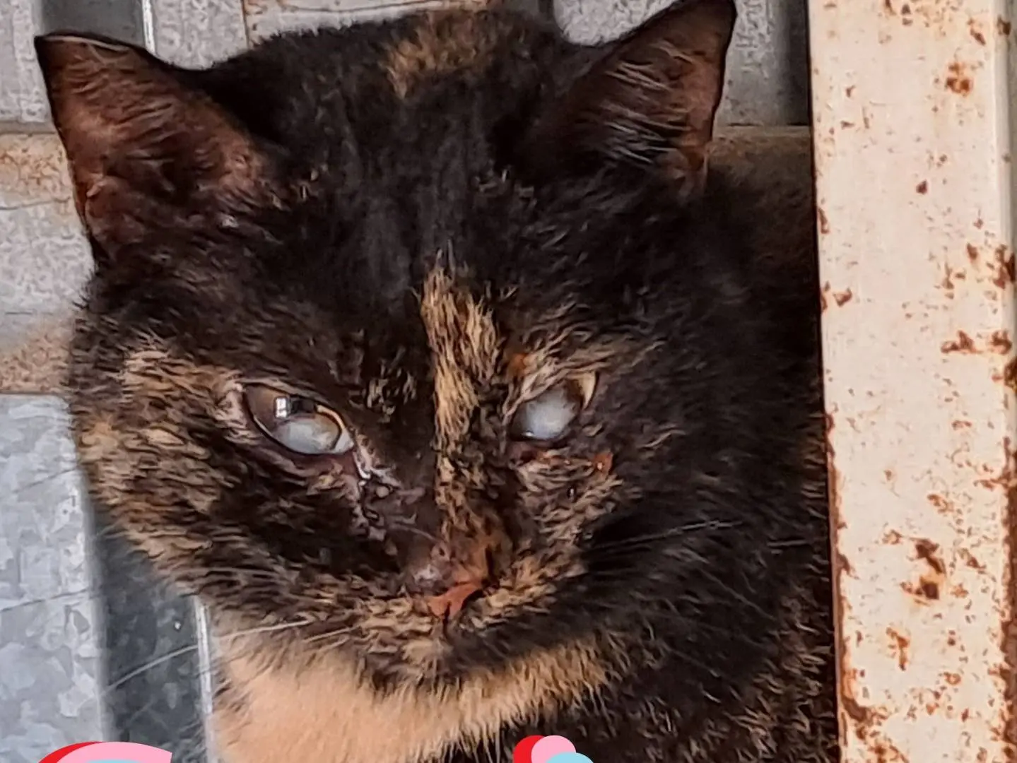 Adozione gatto, femmina, Razza sconosciuta Razza sconosciuta, 6 anni e 9 mesi, taglia non valida, Genova