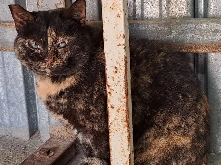 Adotta un gatto, taglia non valida, femmina, Genova