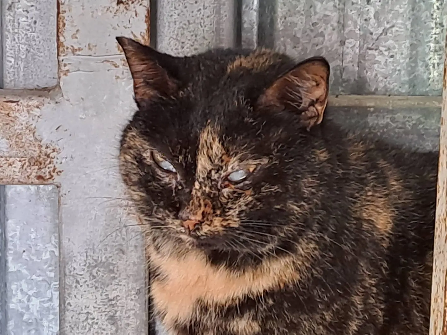 Adotta un gatto, femmina, 6 anni e 9 mesi, Genova