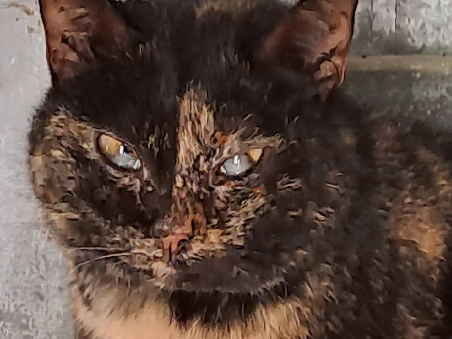 Vuoi adottare un gatto a Genova?