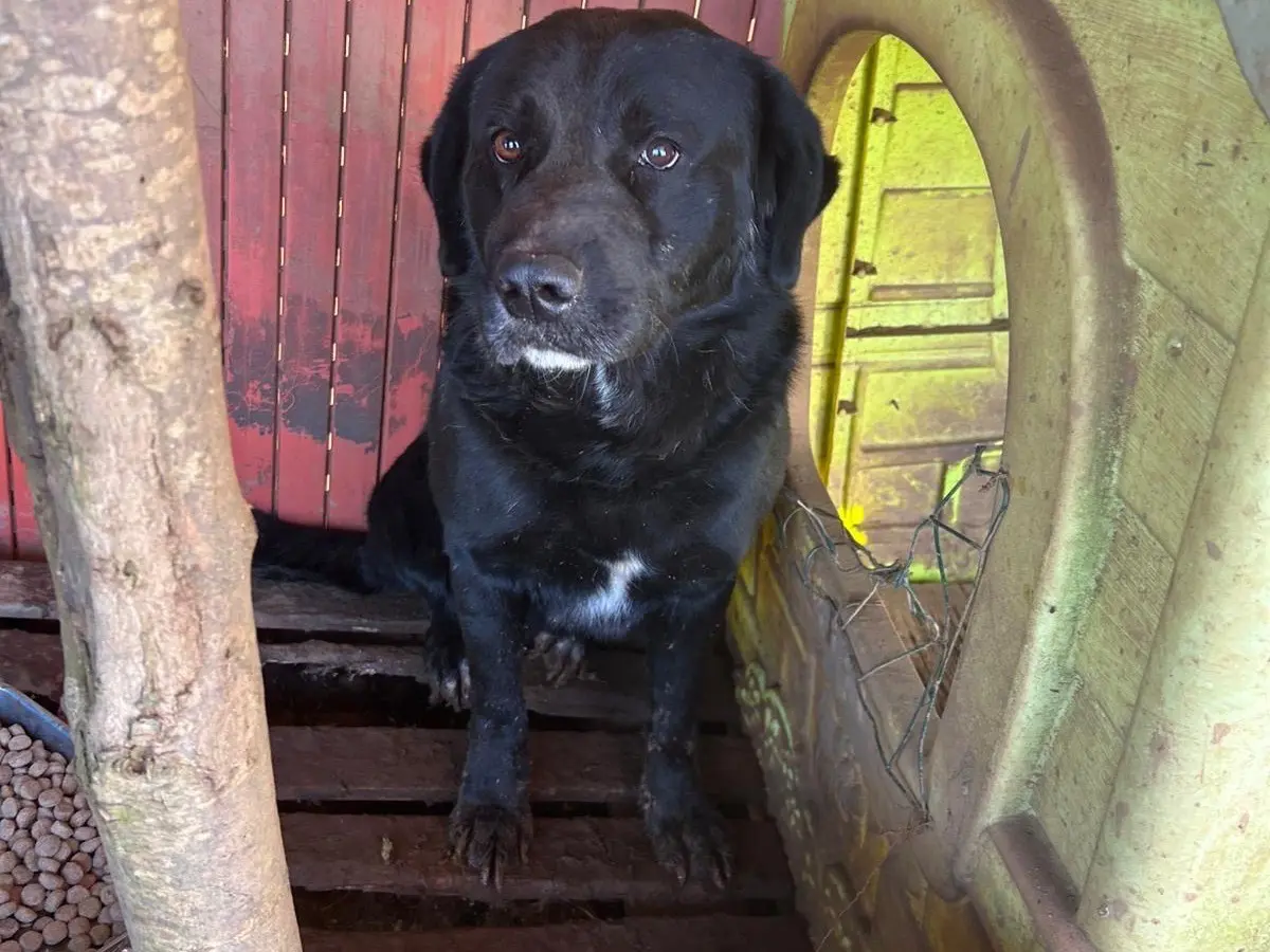 Vuoi adottare un cane a Catanzaro?
