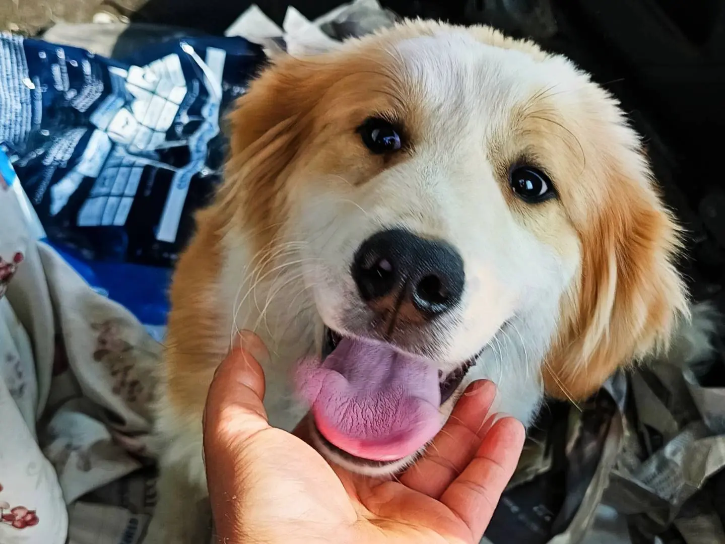 Adozione cane, femmina, Razza sconosciuta Razza sconosciuta, 2 anni e 1 mese, taglia media, Benevento