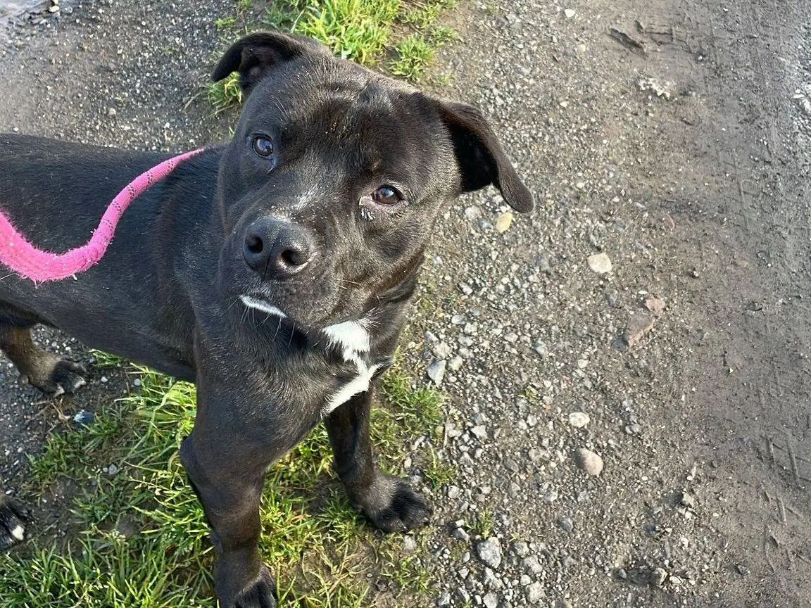 Adozione cane, maschio, Razza sconosciuta Razza sconosciuta, 3 anni e 8 mesi, taglia media, Brescia