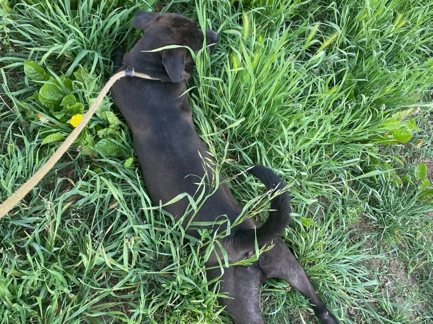 Adotta un cane, maschio, 3 anni e 8 mesi, Brescia