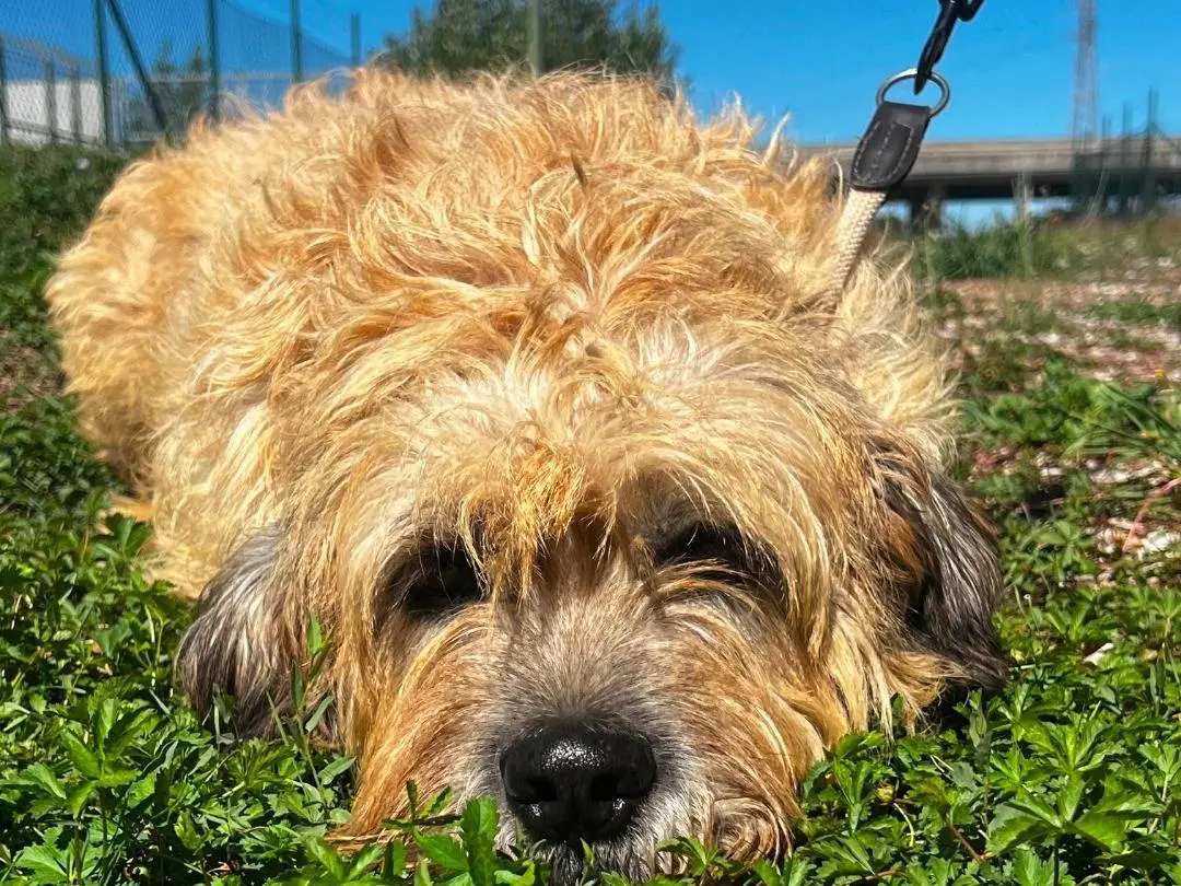 Adotta un cane, maschio, 6 anni e 10 mesi, Salerno