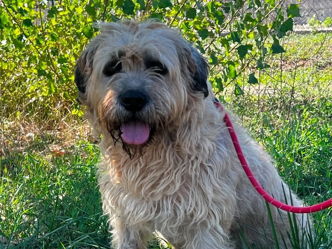 Adotta un cane, taglia grande, maschio, Salerno