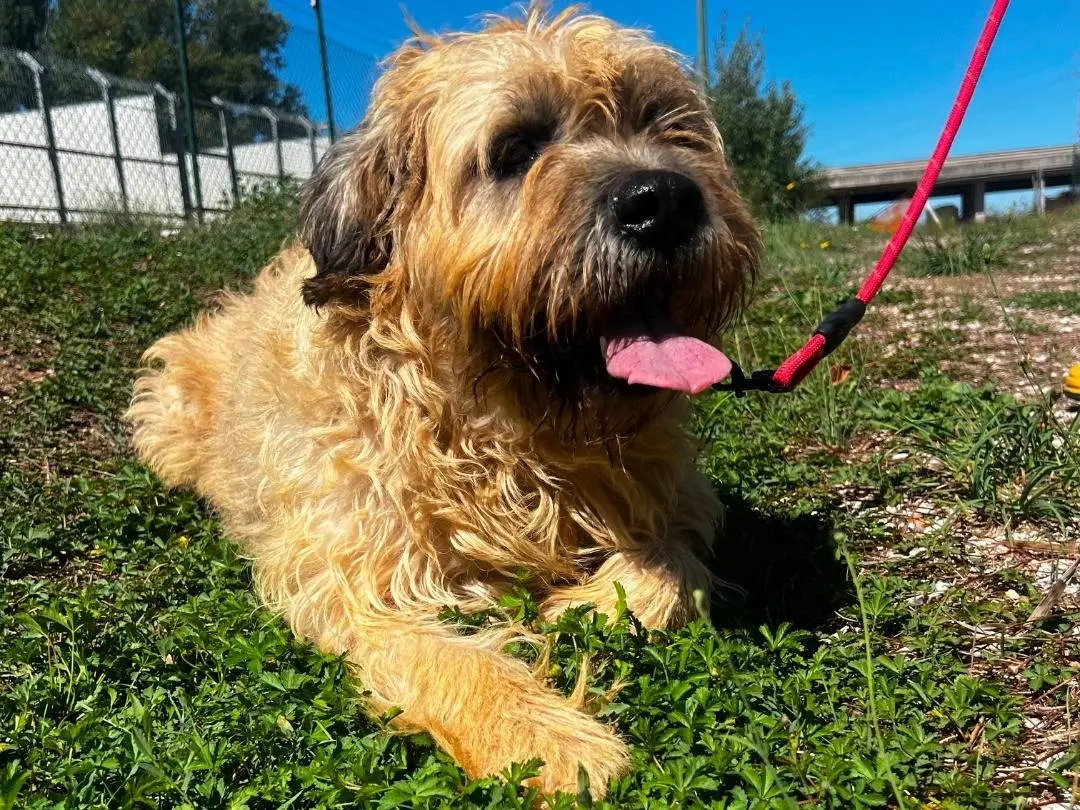 Adozione cane, maschio, Razza sconosciuta Razza sconosciuta, 6 anni e 10 mesi, taglia grande, Salerno