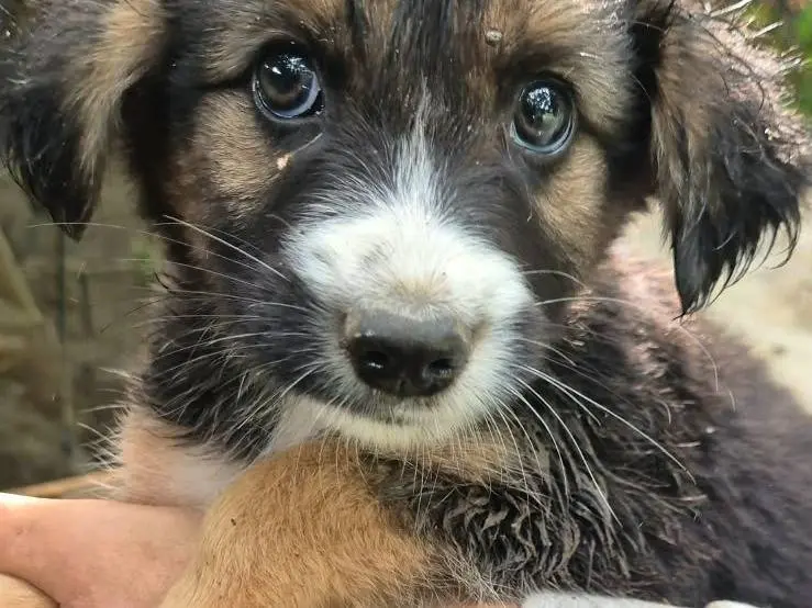 Adotta un cane, taglia media, femmina, Vibo