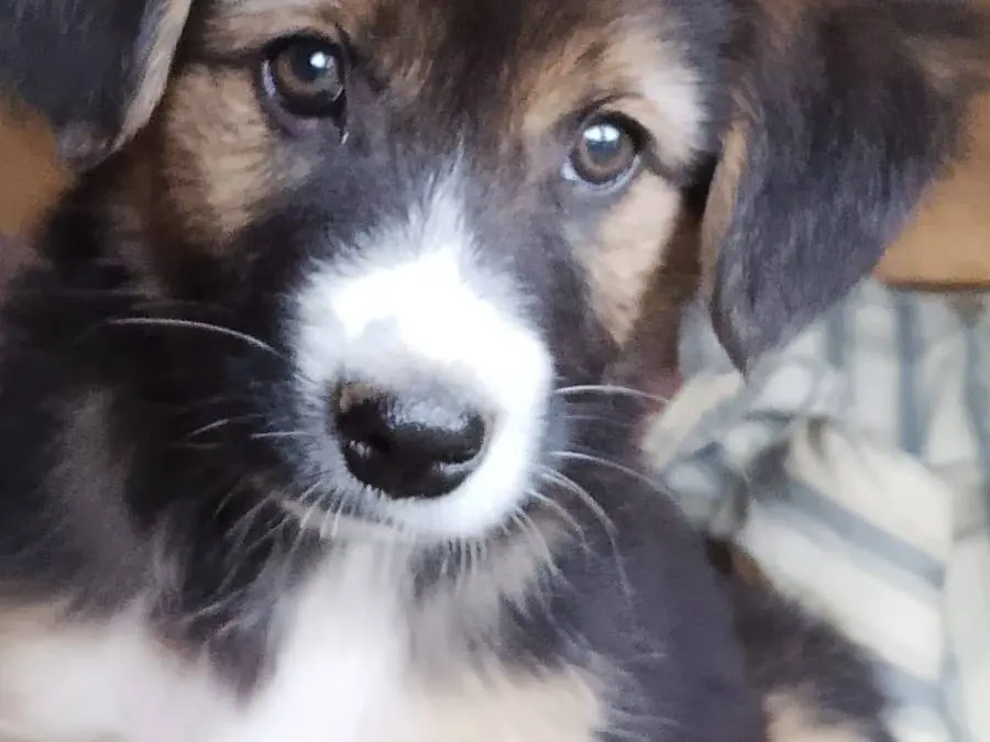 Adozione cane, femmina, Razza sconosciuta Razza sconosciuta, 3 mesi, taglia media, Vibo