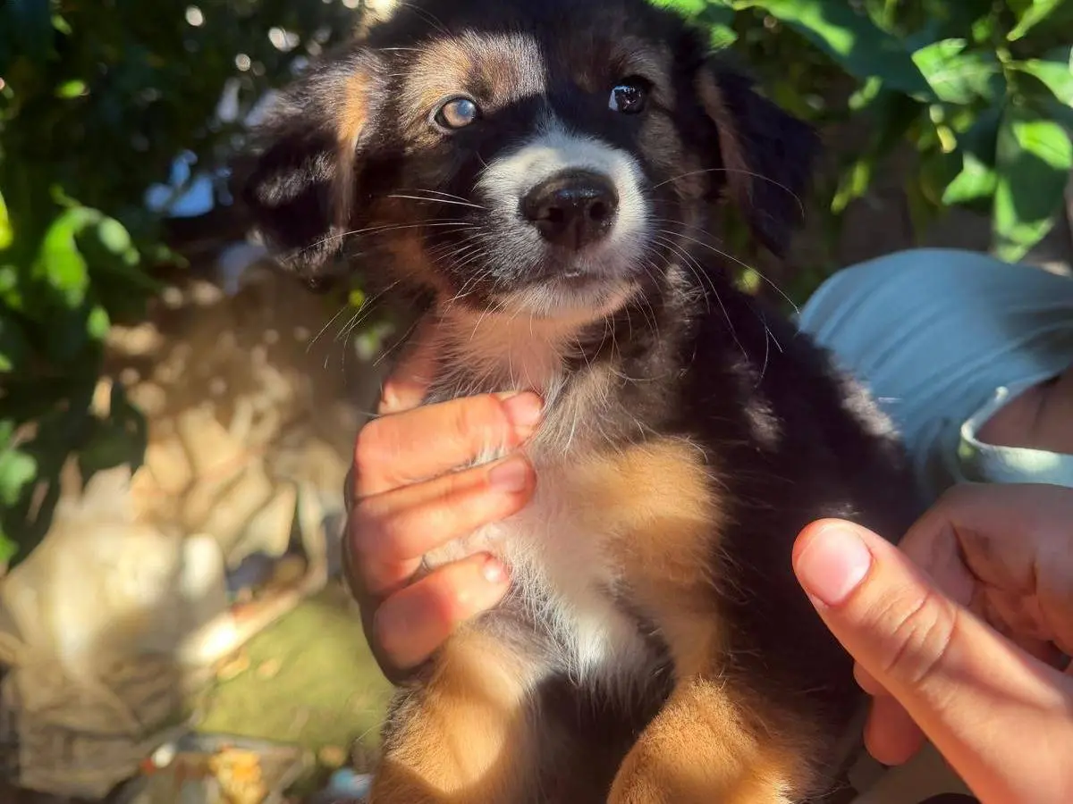 Adotta un cane, femmina, 3 mesi, Vibo