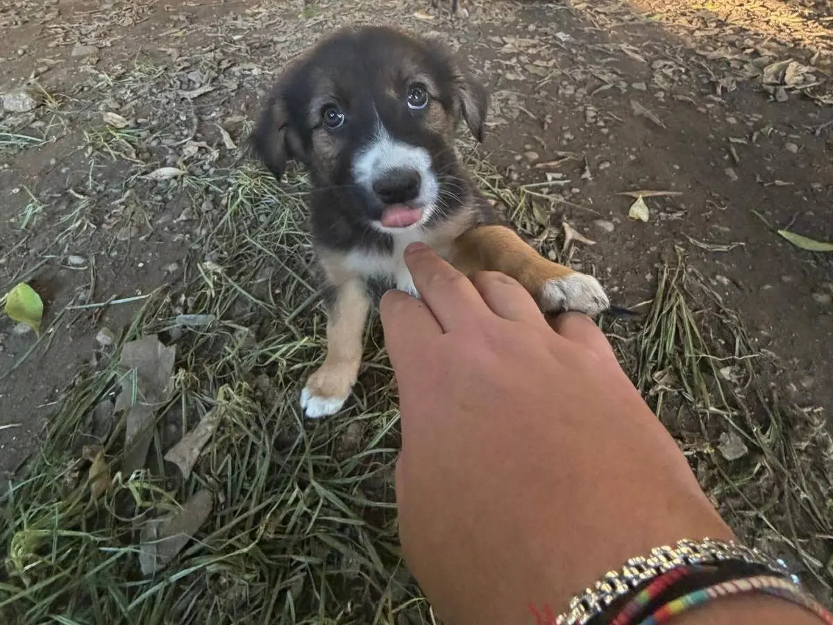Vuoi adottare un cane a Vibo?