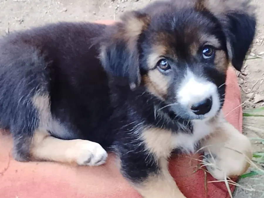 Adotta il cane SOLE a Vibo