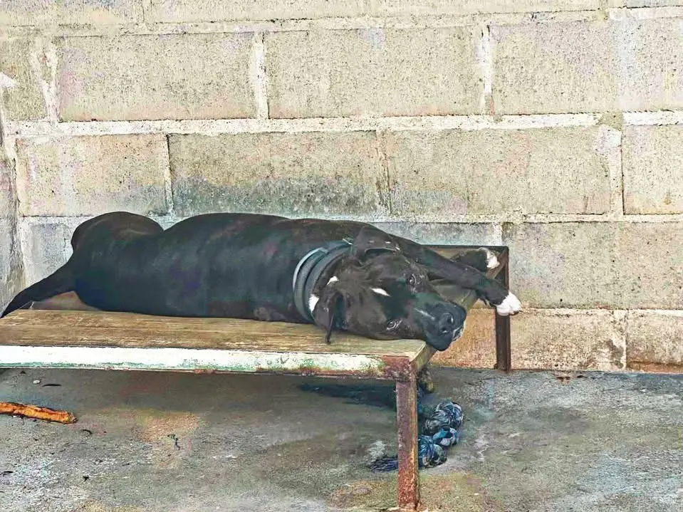 Foto 2 dell'animale
