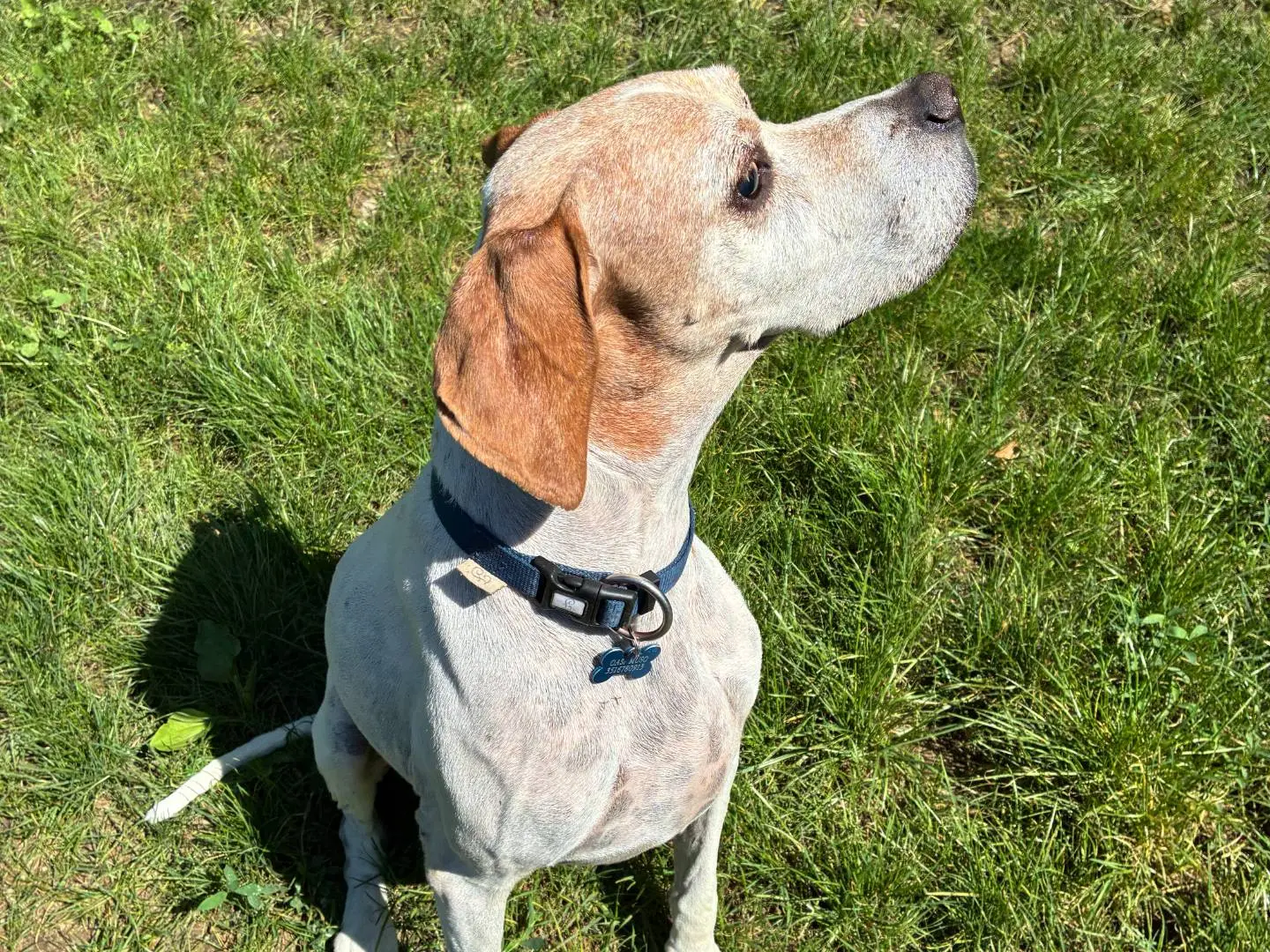 Adotta un cane, taglia media, maschio, Milano