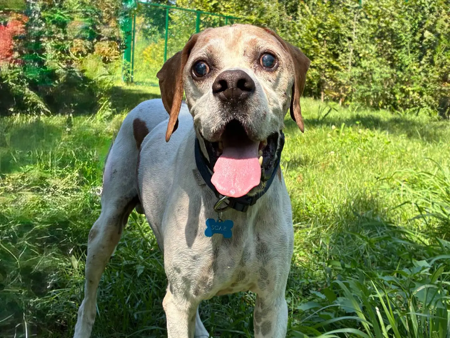 Adozione cane, maschio, Pointer Razza sconosciuta, 9 anni e 9 mesi, taglia media, Milano