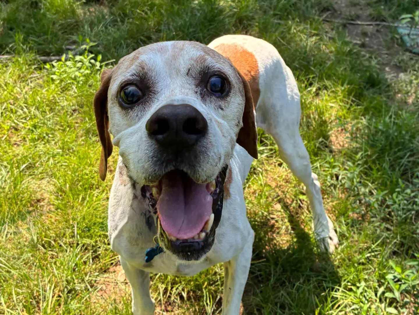 Vuoi adottare un cane a Milano?