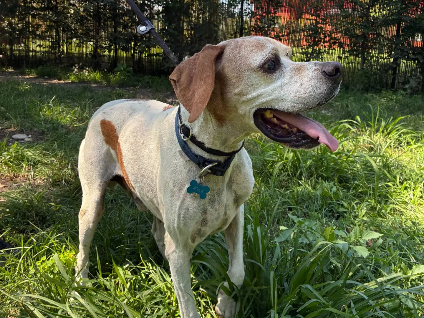 Adotta un cane, maschio, 9 anni e 9 mesi, Milano