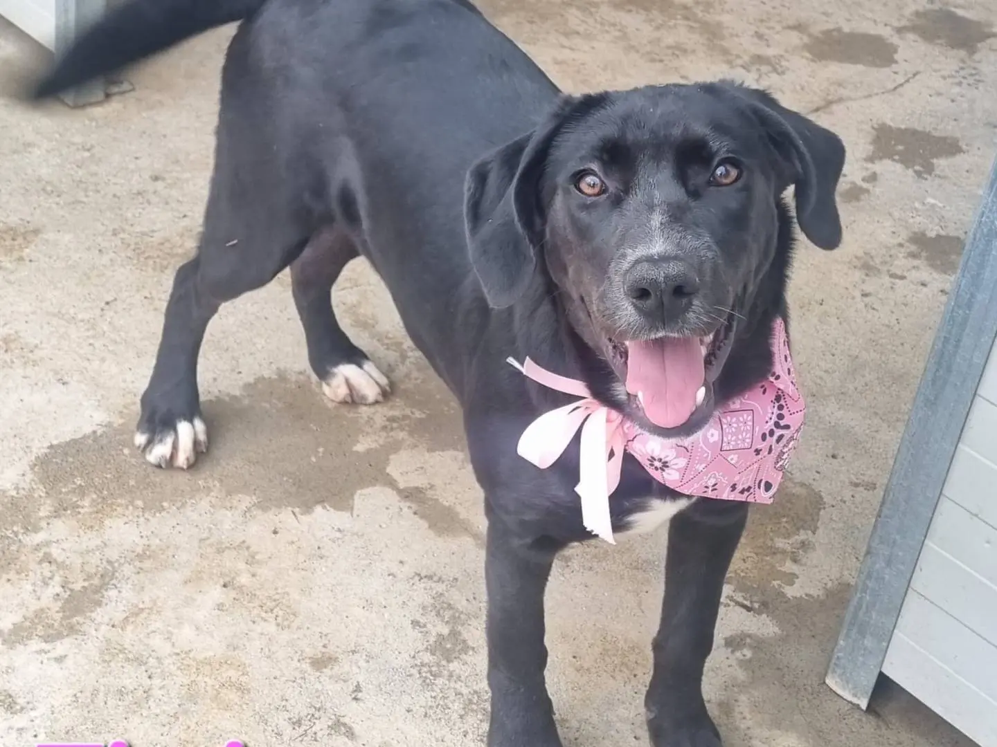 Adozione cane, femmina, Razza sconosciuta Razza sconosciuta, 1 anno e 1 mese, taglia grande, Taranto
