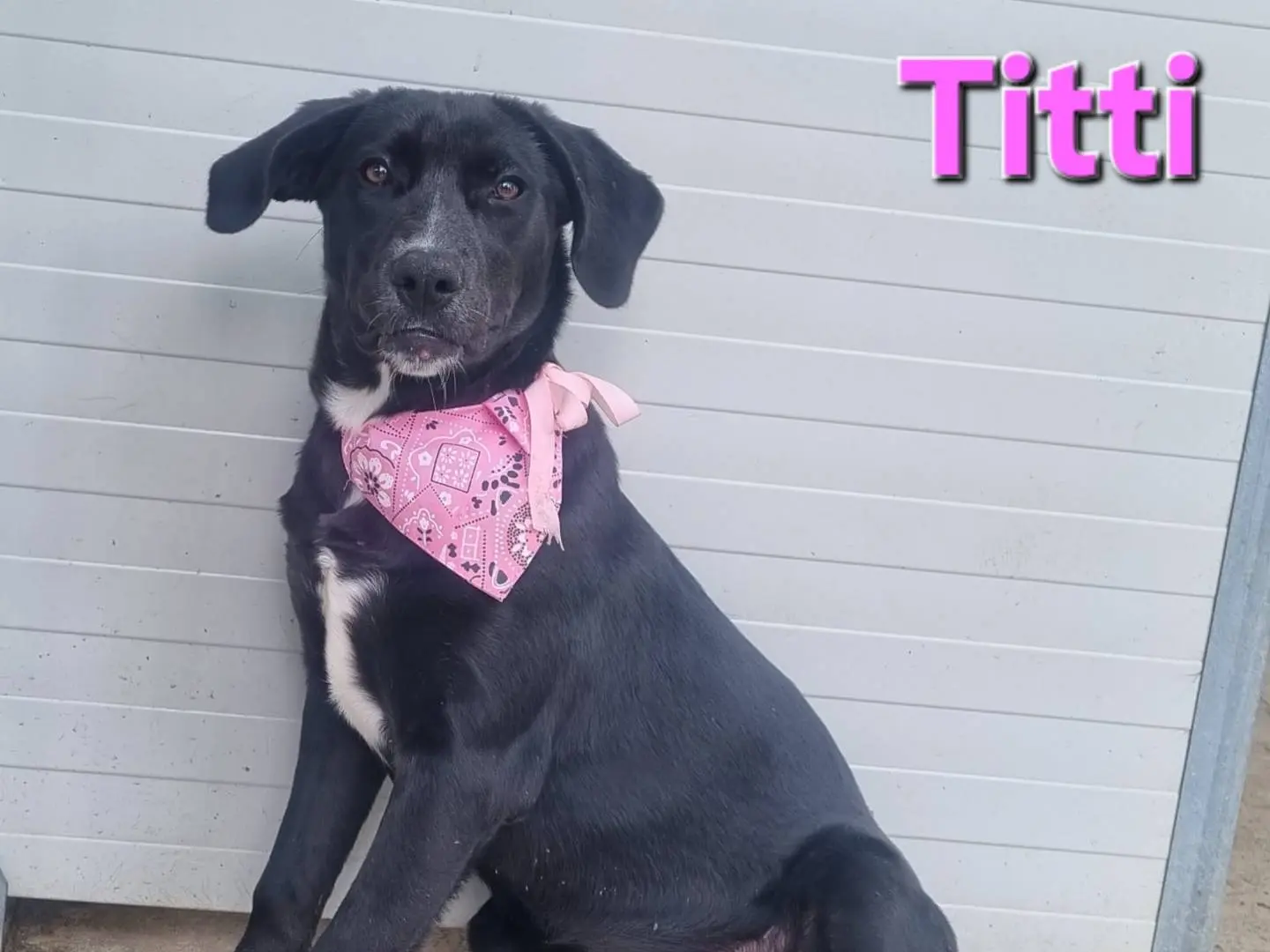 Adotta il cane Titti a Taranto
