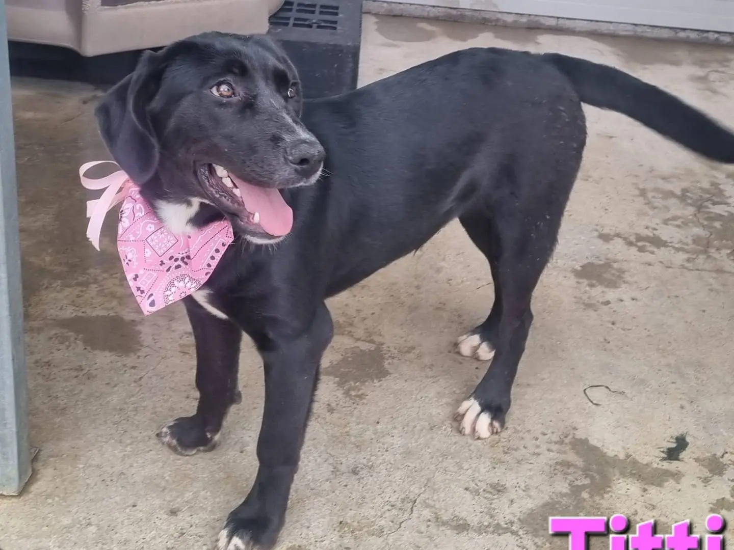 Adotta un cane, taglia grande, femmina, Taranto