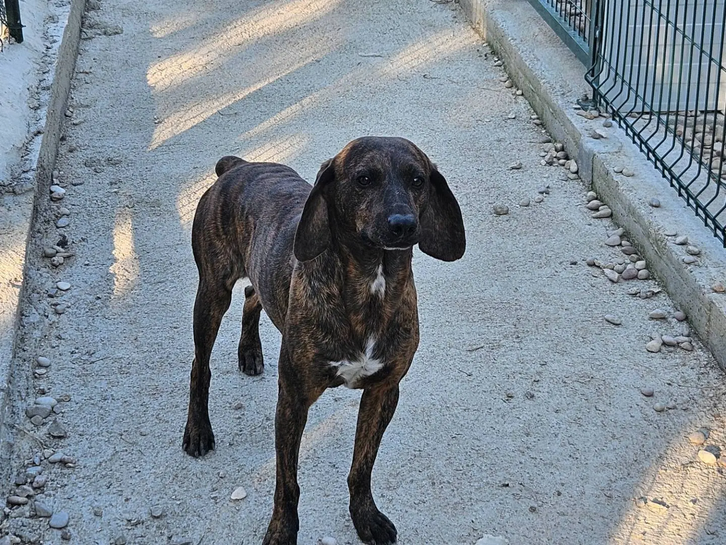 Adozione cane, maschio, Segugio Razza sconosciuta, 2 anni e 10 mesi, taglia media contenuta, Terni
